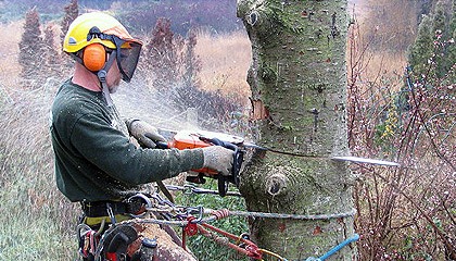 What Are The Benefits Of Removing Trees In Your Property?